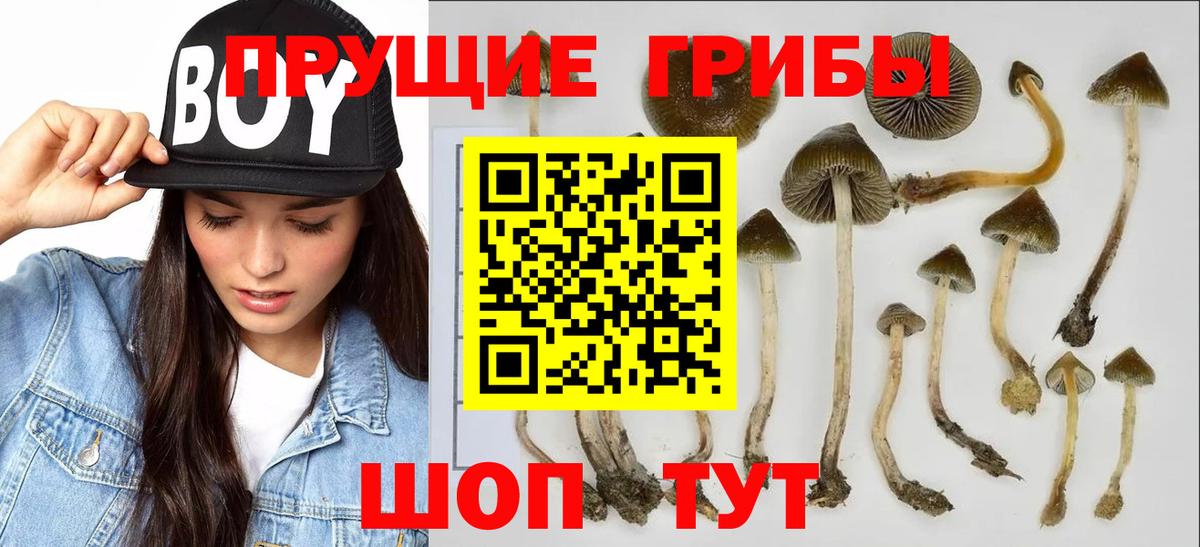 Галлюциногенные грибы ЛСД  Вход с VPN  Псилоцибиновые грибы GOLDEN TEACHER  Дербент 